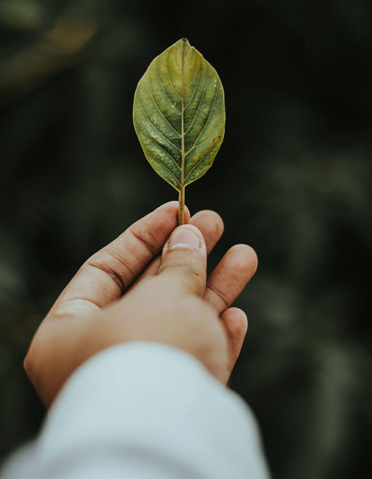 A hand holding a green leaf