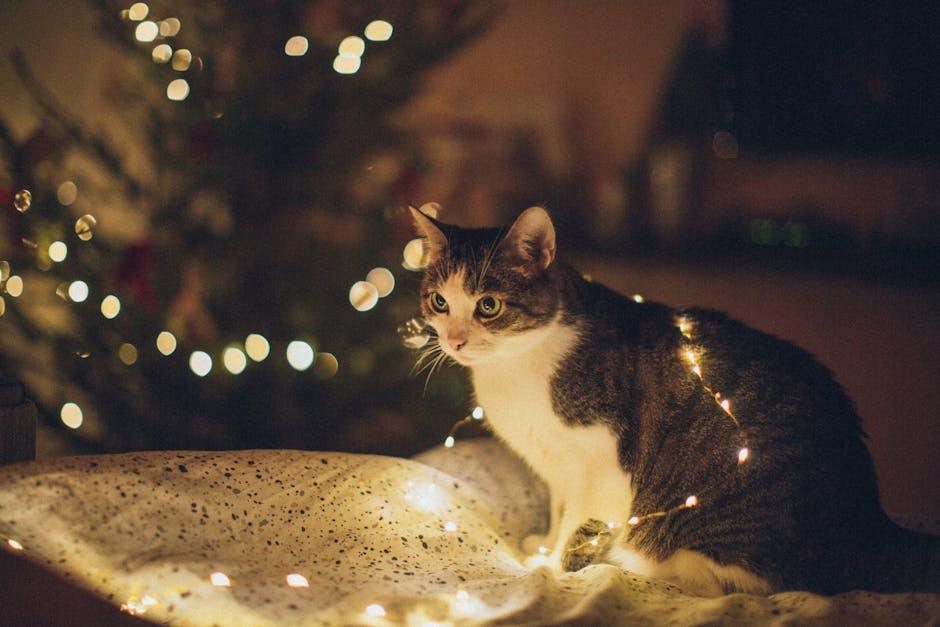 Ultimate Checklist for Cat-Themed Christmas Decorations - Twigs Paper